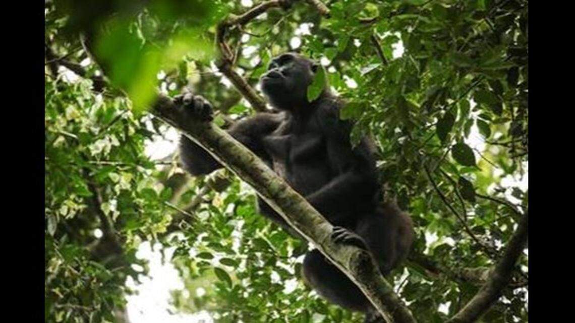 The documentary “Gorillas of Gabon” premieres on the Smithsonian Channel at 8 p.m. Oct. 16, 2019.