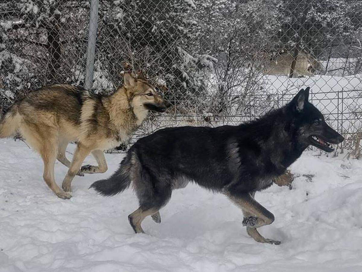 Two wolfdogs captured in Orange County last summer are seen in their new home in Colorado.