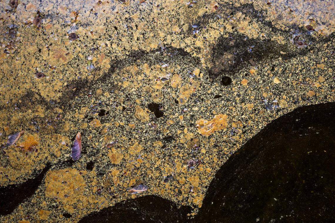 A film of pollen floats on the water along Crabtree Creek Trail in Raleigh on Monday, March 31, 2025.