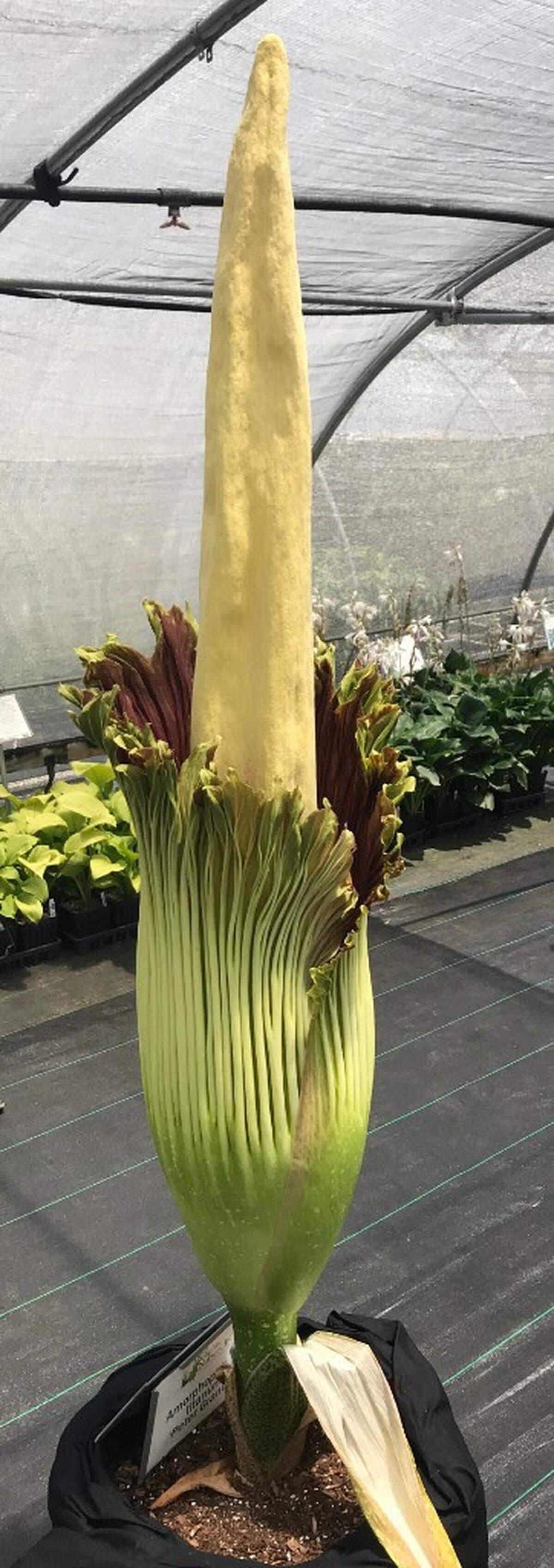 A corpse flower called Peter Grande is blooming July 6, 2018, at Plant Delights Nursery at Raleigh's Juniper Level Botanic Garden. The flower, when it blooms, has a very distinctive smell.