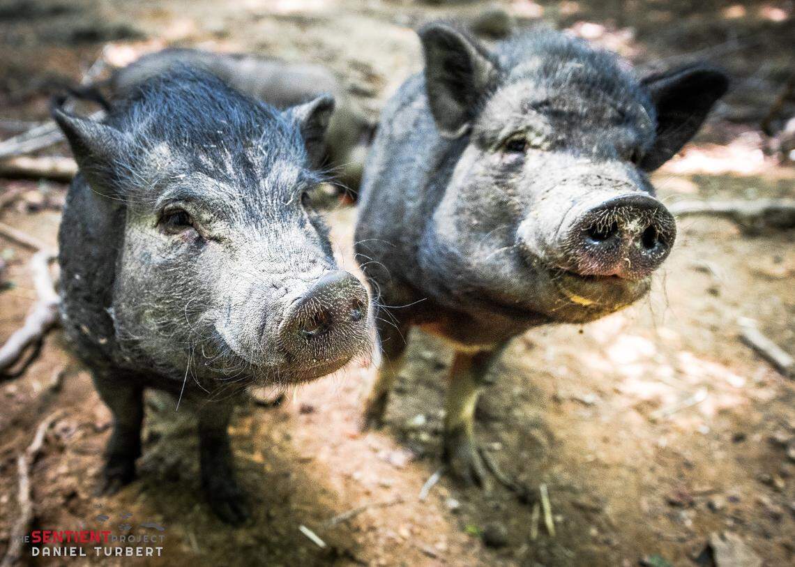 Pigs can form deep bonds, sharing space in the hay and mud puddles and eating together. Pedro and Petunia lived together at the Jenna and Friends Animal Sanctuary until Petunia died about a year and a half ago.
