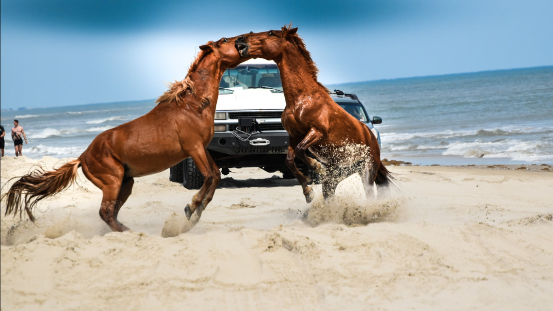 Photos show two stallions engaged in a fierce battle in front of 4X4s on Corolla, proving how dangerous and unpredictable wild horses are on the Outer Banks.