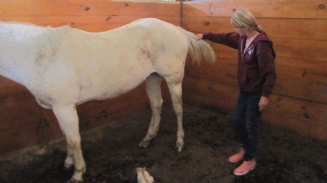 Thunder stands with his owner the morning after most of his tail was cut off.