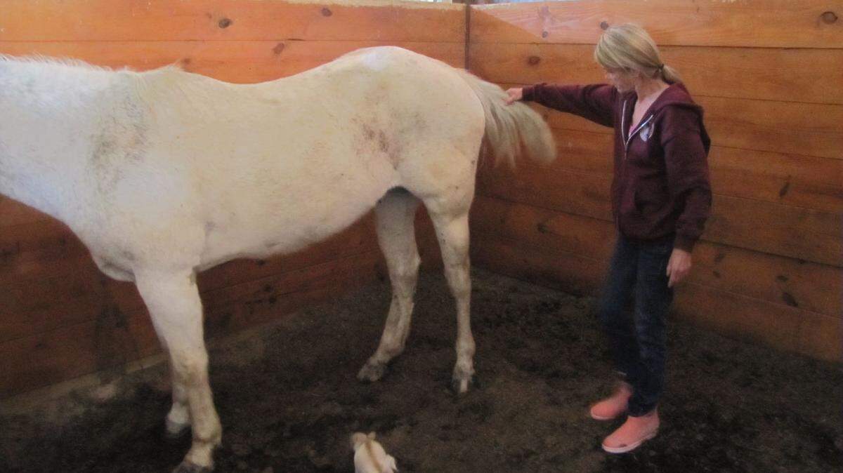 Thunder stands with his owner the morning after most of his tail was cut off.