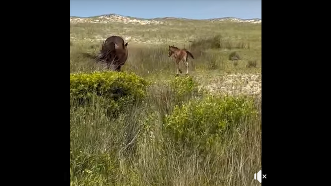 The baby horse was seen roaming the landscape of its home off the North Carolina coast.