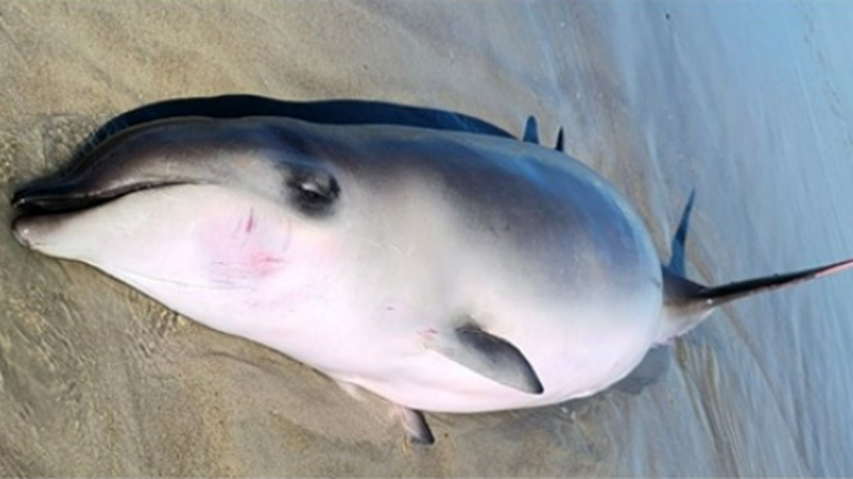This beaked whale calf found stranded in shallow water along Emerald Isle, North Carolina, had a balloon blocking its digestive system, biologists say.