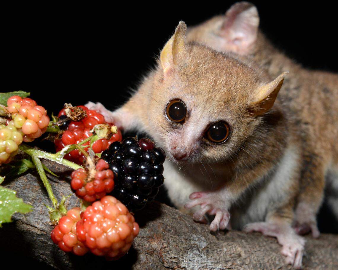 Oleander, a mouse lemur at the Duke Lemur Center, is pictured in this undated file photo.