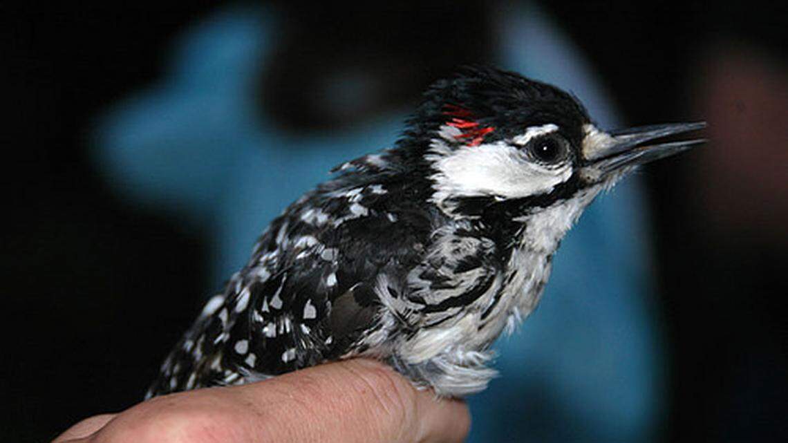Hurricane Florence wrecked these birds’ homes. Foresters helped them rebuild.