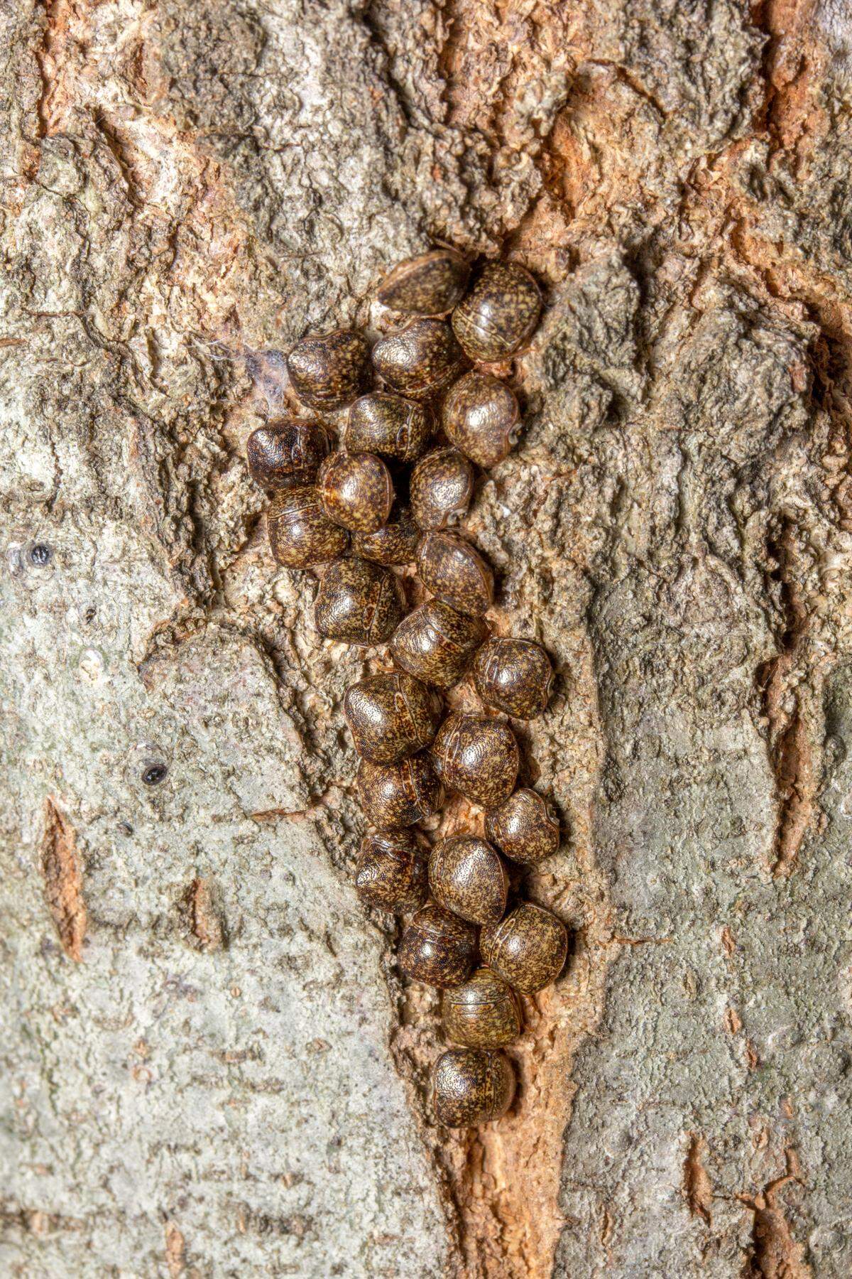 Kudzu bugs congregating on a tree.
