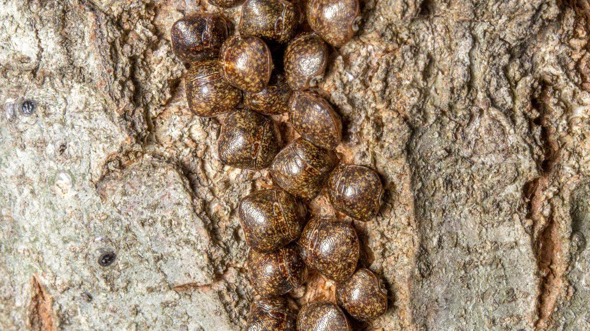 Kudzu bugs congregating on a tree.