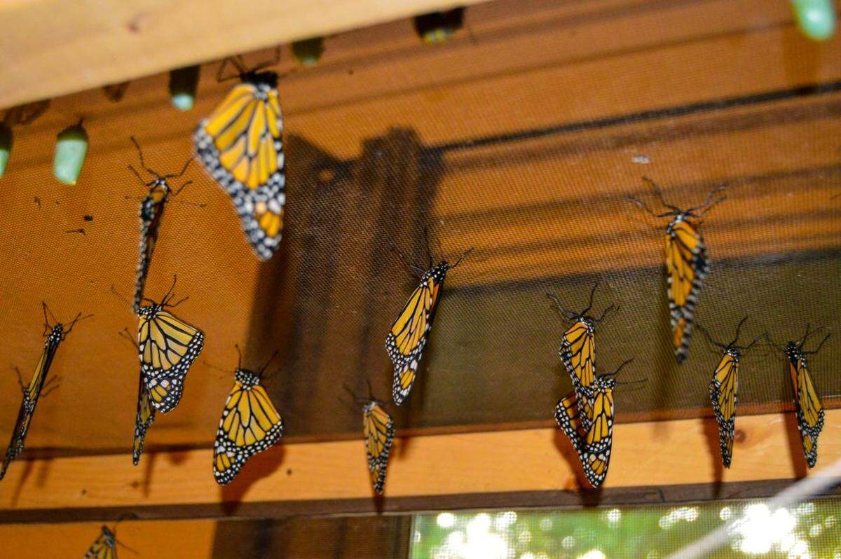 Monarch butterflies prepare to leave the nursery at Phyllis Simon’s “Butterfly House.” Over the years, Simon has raised and released over 200 monarchs on her property.
