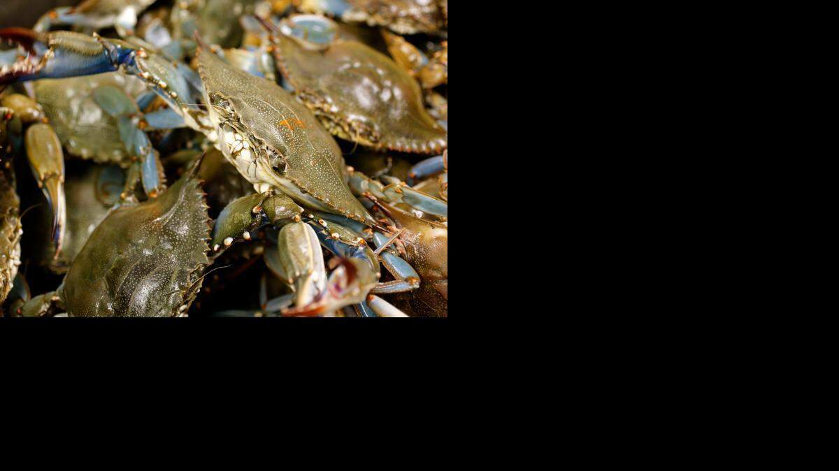 Saltwater Seafood, fish, NC coast