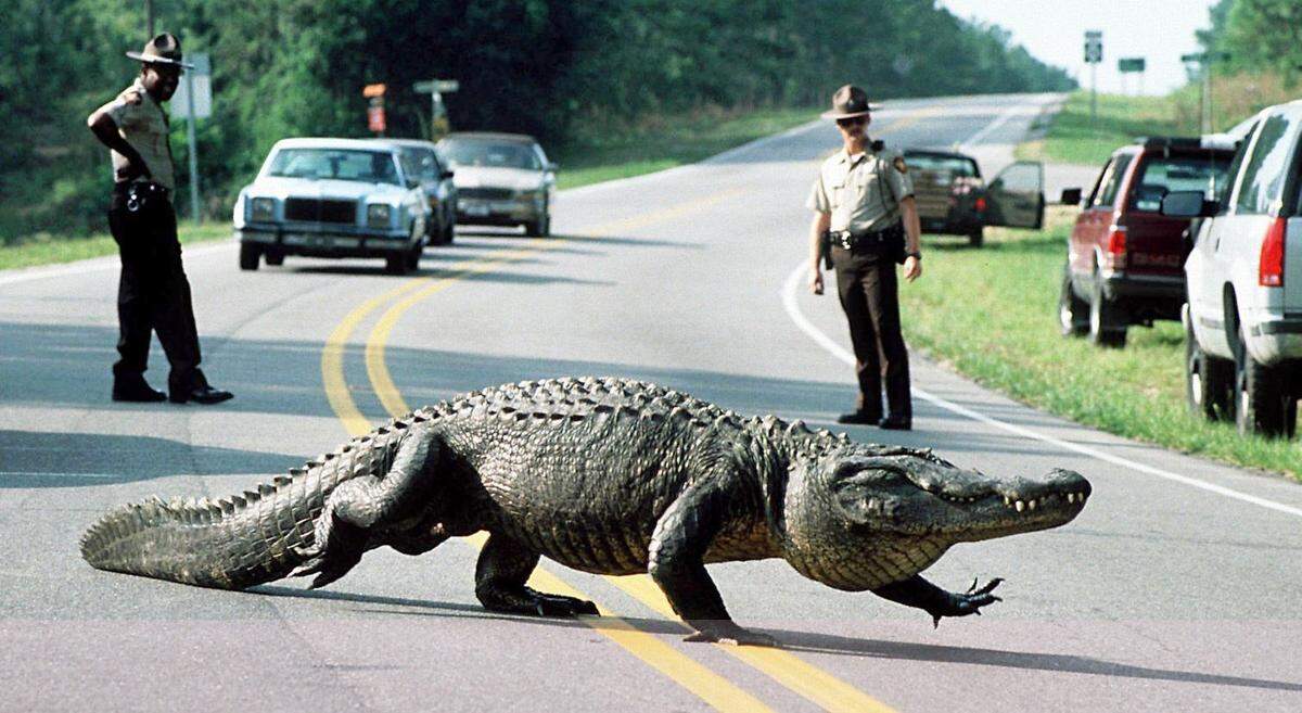 Brunswick County sheriff’s deputies watch as an alligator measuring over 12 feet ambles off N.C. 133 near Belville, N.C., after an hour long ‘squat off’ with law enforcement and wildlife officials Wednesday, June 15, 1994. The state will allow limited gator hunting in Hyde County starting in September.