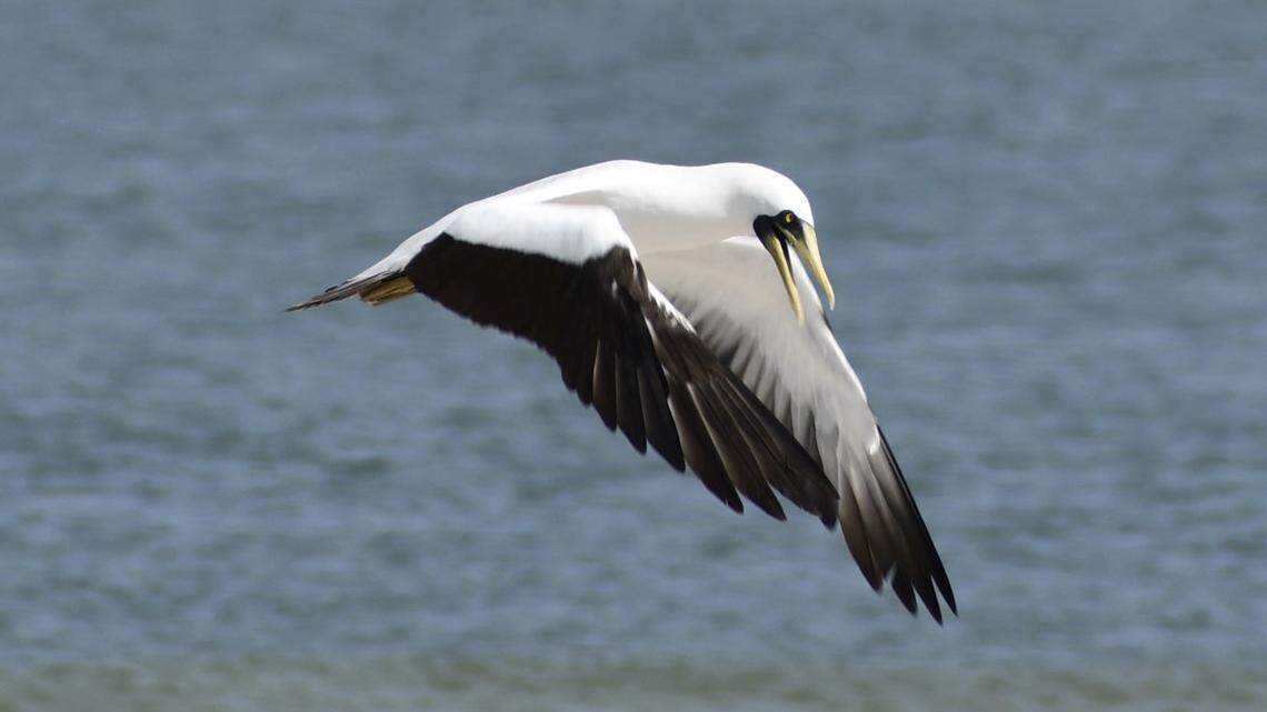 The bird was photographed at North Carolina’s Outer Banks at Cape Hatteras National Seashore.