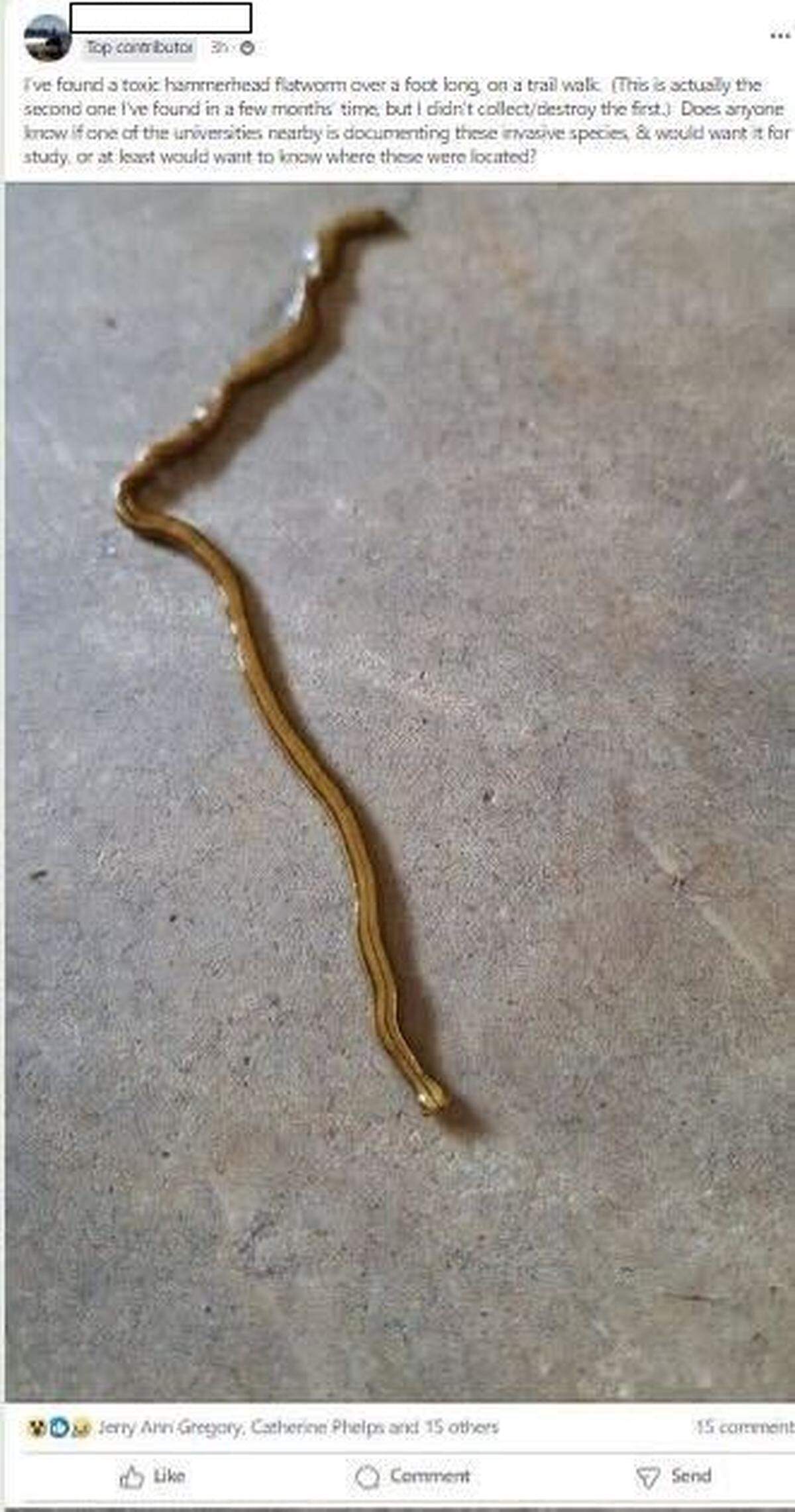 A screengrab of a post in a Hillsborough, NC, Facebook group picturing a skinny, striped flatworm estimated to be one foot long.