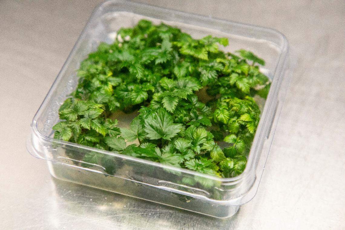 Gene edited blackberry plants grow inside a tissue culture vessel at Pairwise in Research Triangle Park.