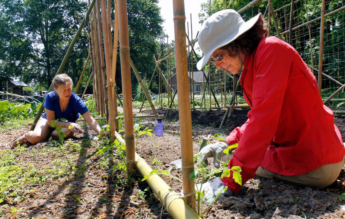 A horticultural therapy intern at the NC Botanical Garden helped UNC-CH employee Claire Lorch, right, dig out the small weeds from between growing tomato plants and their companion nasturtiums.