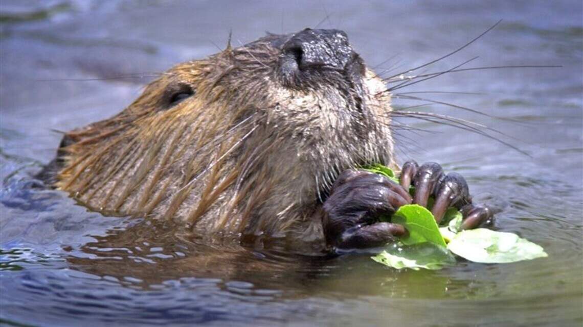 During the pandemic, a stream, beavers and birds were fine companions