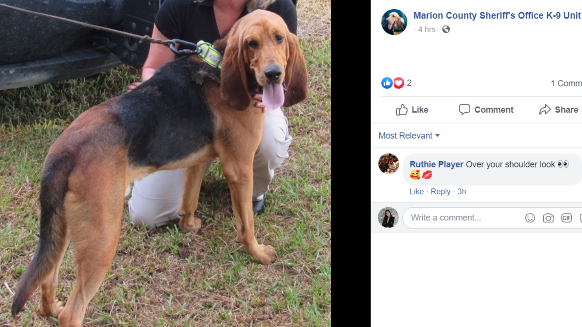 SC police dog shot in April is ‘back in action’ after treatment at NC State