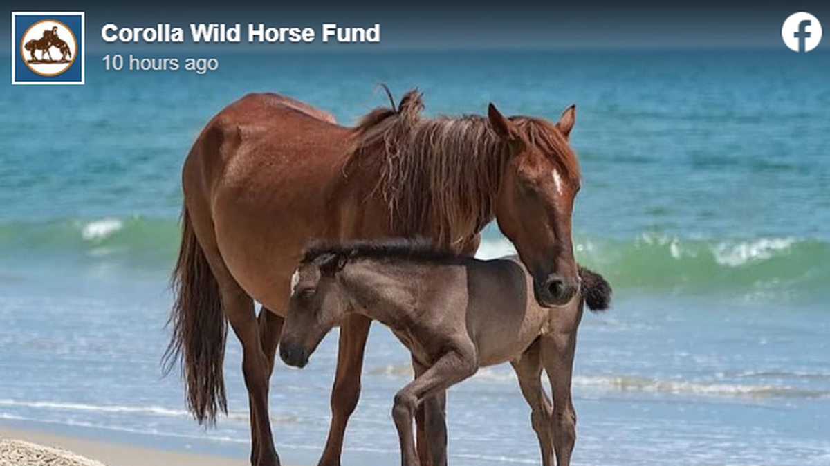 This is a 2018 photo of Cora Mae with one of her foals, named Valor, the Corolla Wild Horse Fund reports. Cora Mae has died after being struck by a vehicle, officials said.