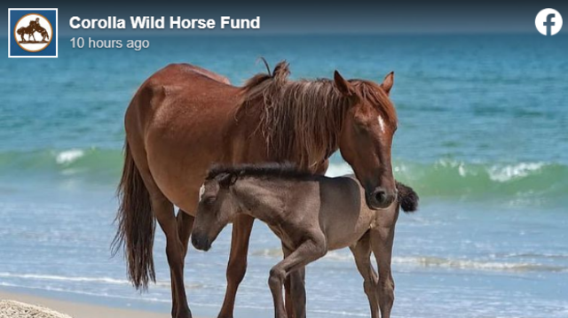 Another Outer Banks wild horse dies after crash, fund says | Raleigh ...