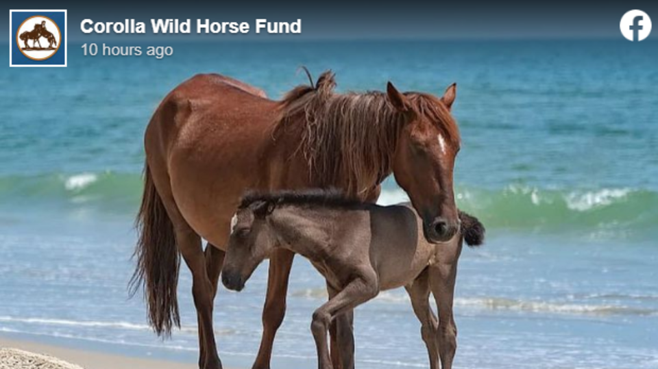 Another Outer Banks wild horse dies after crash, fund says | Raleigh ...