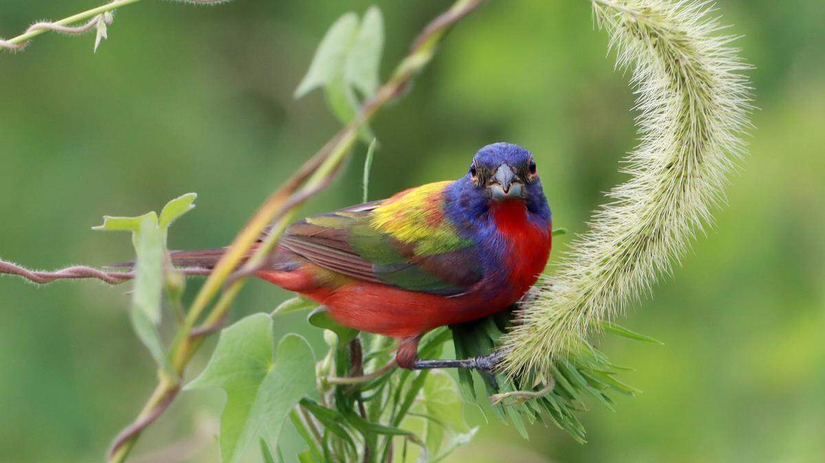 According to a ranger, the painted bunting is the most popular bird to watch for in Huntington Beach State Park.