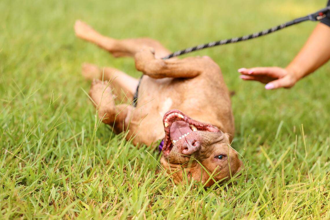 Kino was submitted to the Center last May under protective custody after his owner was admitted to the hospital. His owner did not come back to reclaim him.