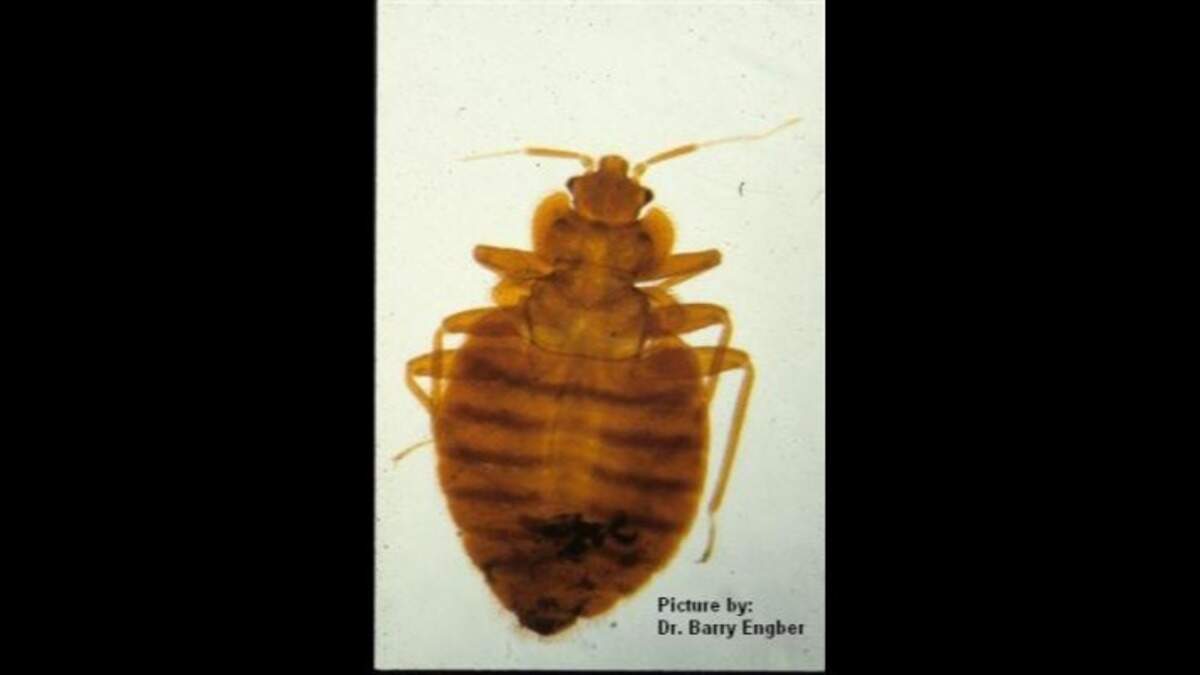 A North Carolina Division of Motor Vehicles office in Durham will be closed for the next two weeks due to a bed bug issue, officials said.