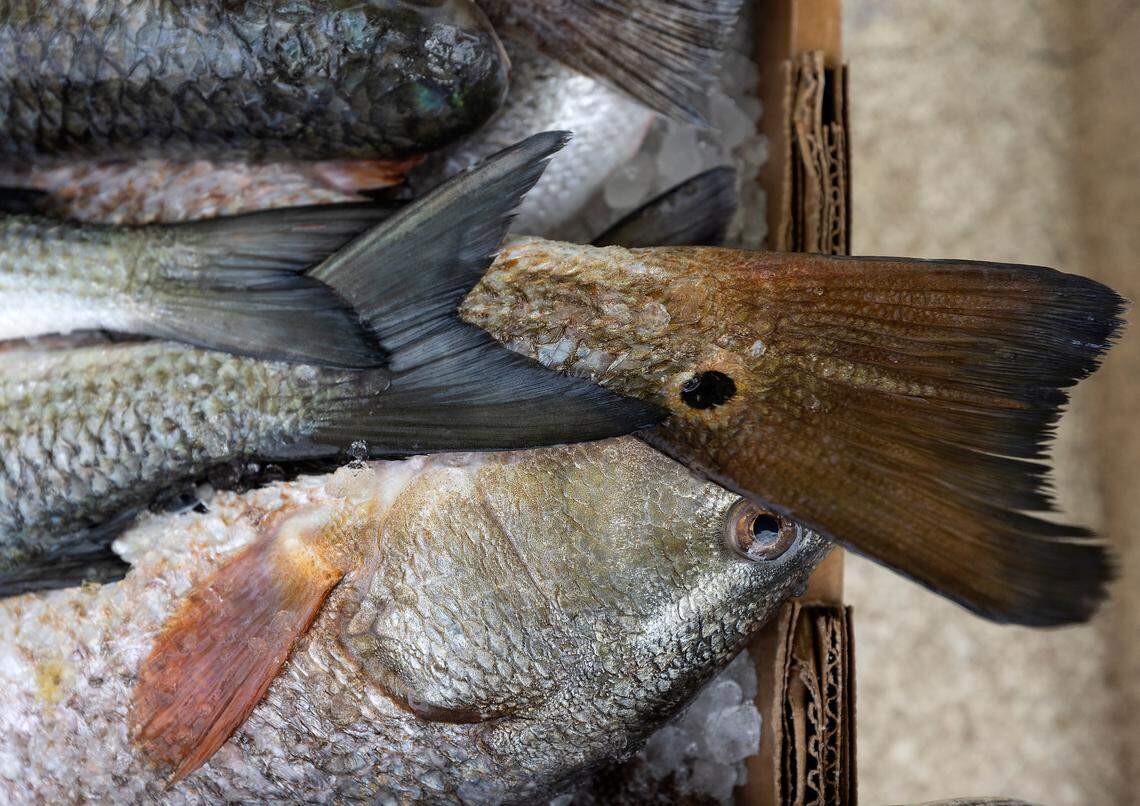 A delivery of fresh seafood rests in containers of ice at Saltbox Seafood Joint on Wednesday, Nov. 16, 2022, in Durham, N.C.