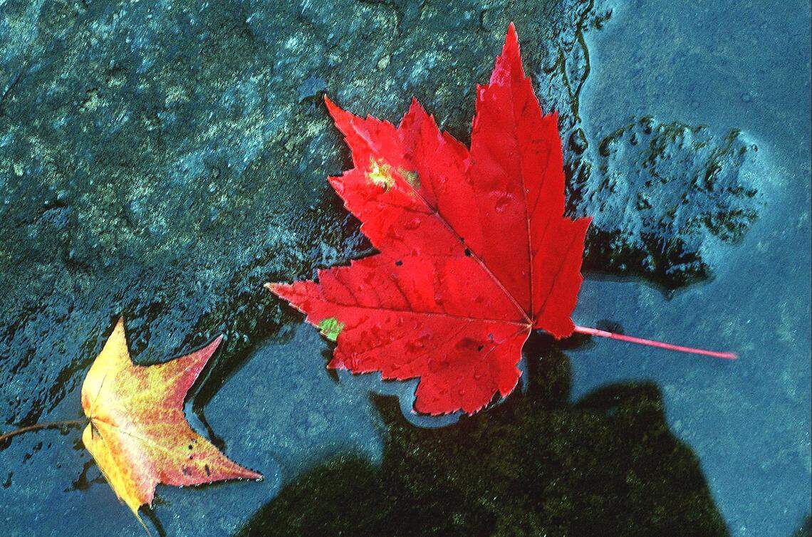 Colorful fall leaves rest on a rock in a stream near Lake Johnson.
