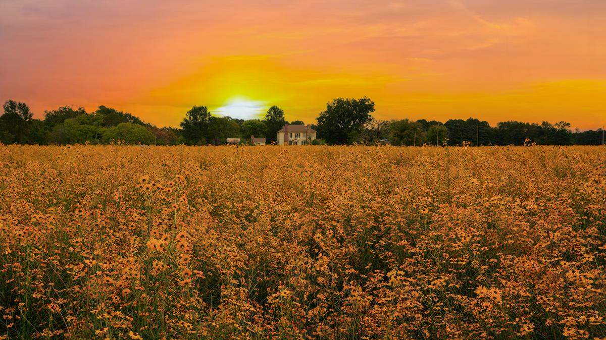 The Garrett Wildflower Seed Farm will continue to cultivate fields at the former Rose Dairy Farm after it becomes the first county-owned nature preserve in Johnston County.