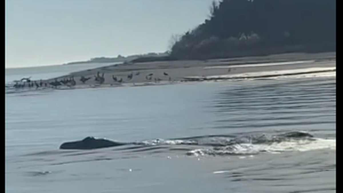 A reptile-like creature resembling the mythical Loch Ness Monster was recorded in the Bogue Sound off North Carolina, igniting online debate