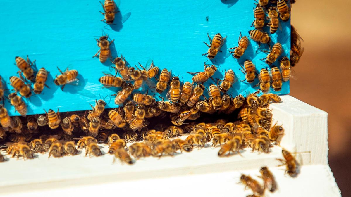 North Carolina is home to around 500 species of bees.