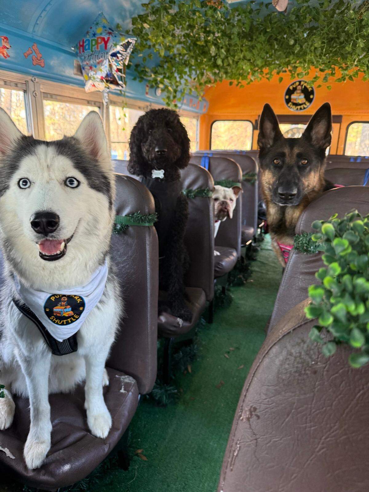 Pup Park Shuttle takes dogs to local parks where they can play in the water, walk on trails and socialize with other pets.
