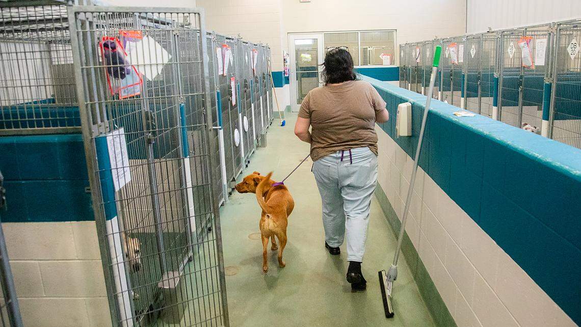 Volunteer Katie Nolfo walks with 3-year-old ‘Skye,’ one of many dogs available for adoption, Friday June 23, 2023 at the Wake County Animal Center in Raleigh.
