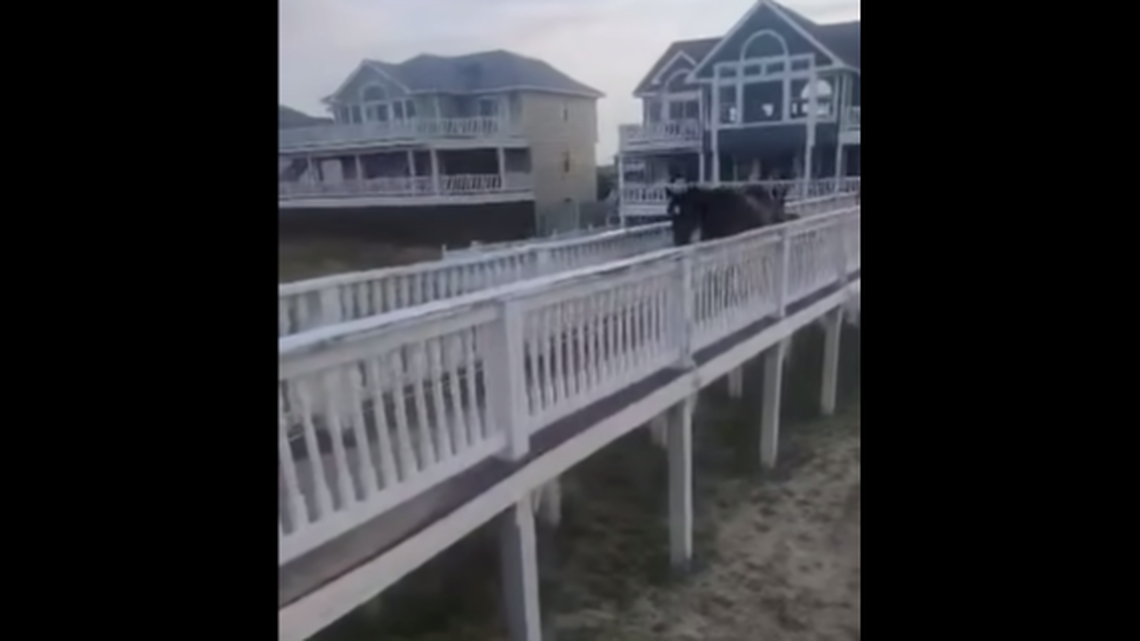 An odd rescue played out on North Carolina’s Outer Banks when tour guides noticed a wild horse and foal frozen in place on a narrow boardwalk.