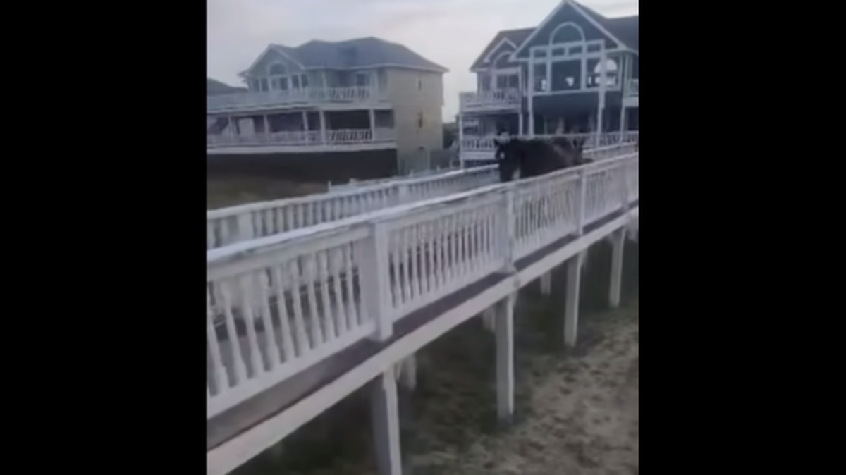 An odd rescue played out on North Carolina’s Outer Banks when tour guides noticed a wild horse and foal frozen in place on a narrow boardwalk.