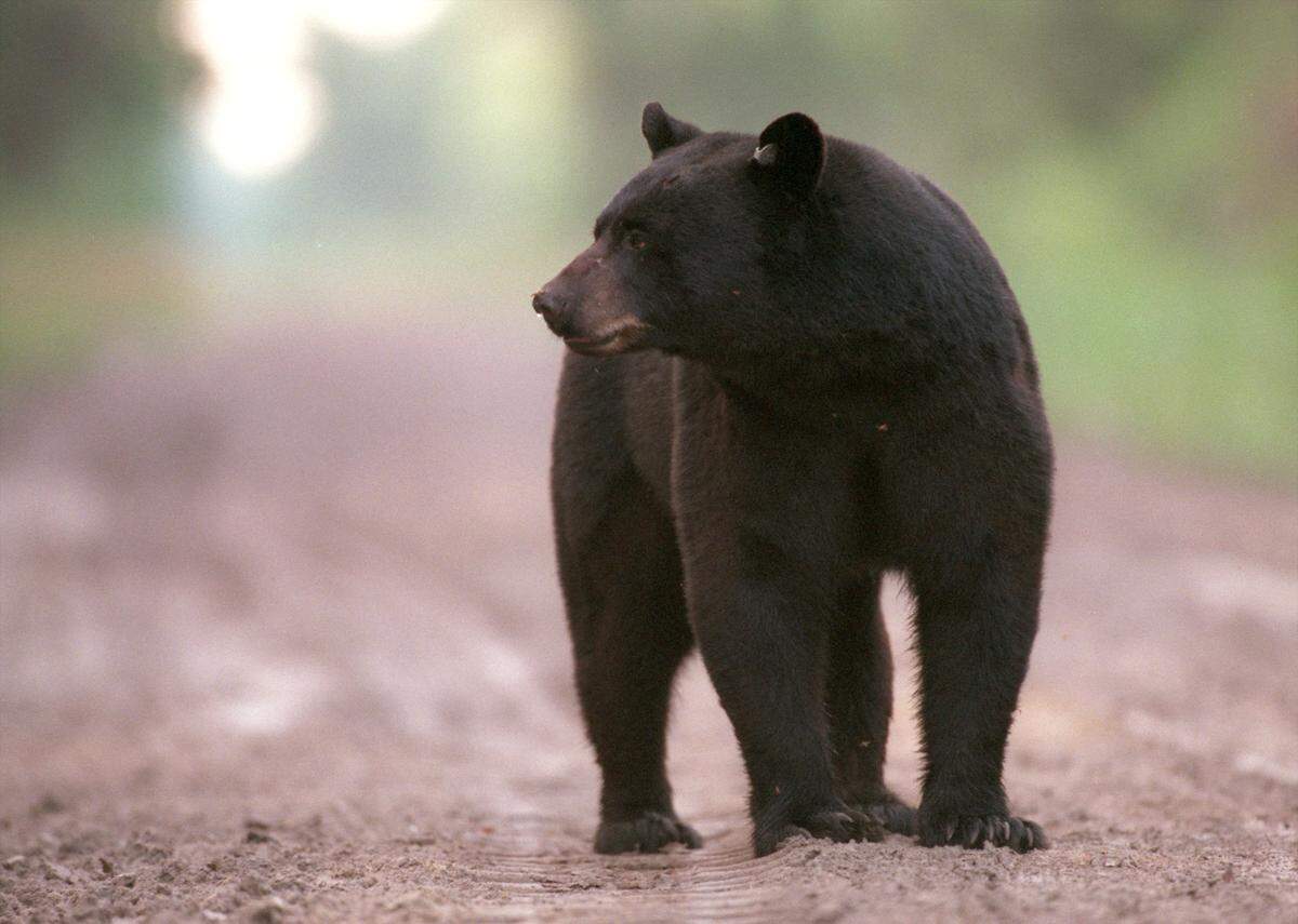 When natural food sources are in short supply, human-provided foods can prove even more tempting for voracious black bears, according to BearWise.org.