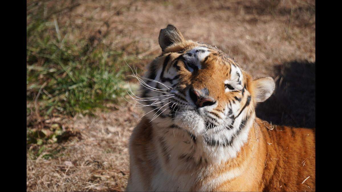 Naveen Tiger was known for his charismatic, talkative nature and would greet visitors with a chuffle.