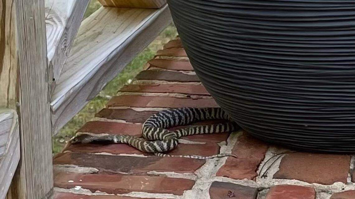 Here’s what you need to know about the rules Raleigh wants for ‘dangerous wild animals’