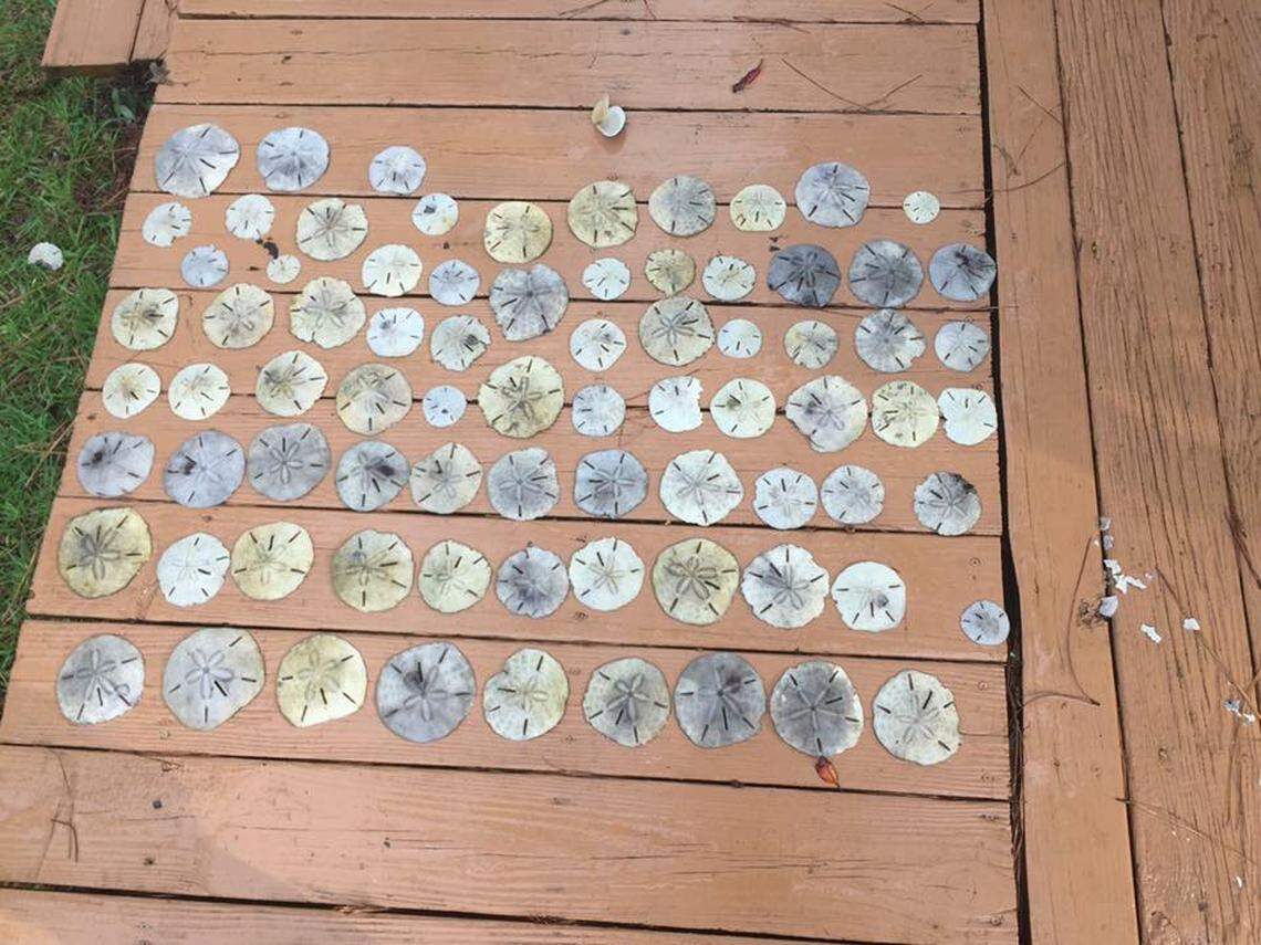 A collection of sand dollars Chris Mojica and his family found near Sand Dollar and Shark islands in North Carolina.