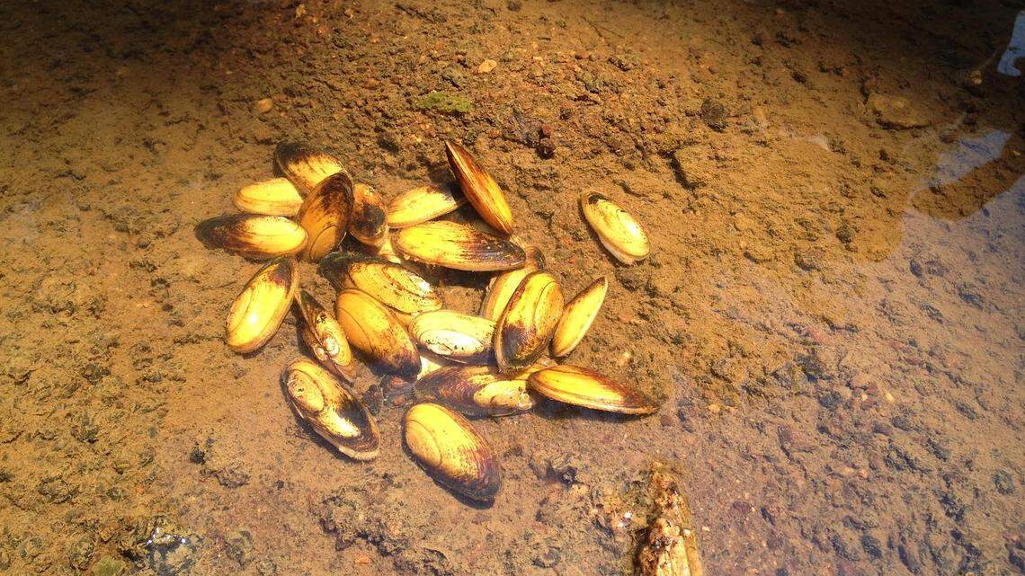The yellow lance mussel was recently declared "threatened" under the Endangered Species Act. Environmental groups say the mussel could be threatened by the Atlantic Coast Pipeline.
