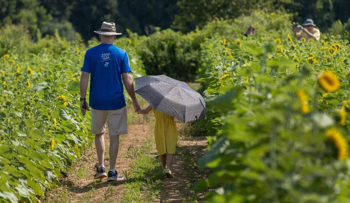Gary Gardner and his granddaughter Brynn Perry walk among the early blooming rows of sunflowers at Dix Park’s sunflower field on Thursday, July 13, 2023 in Raleigh, N.C.