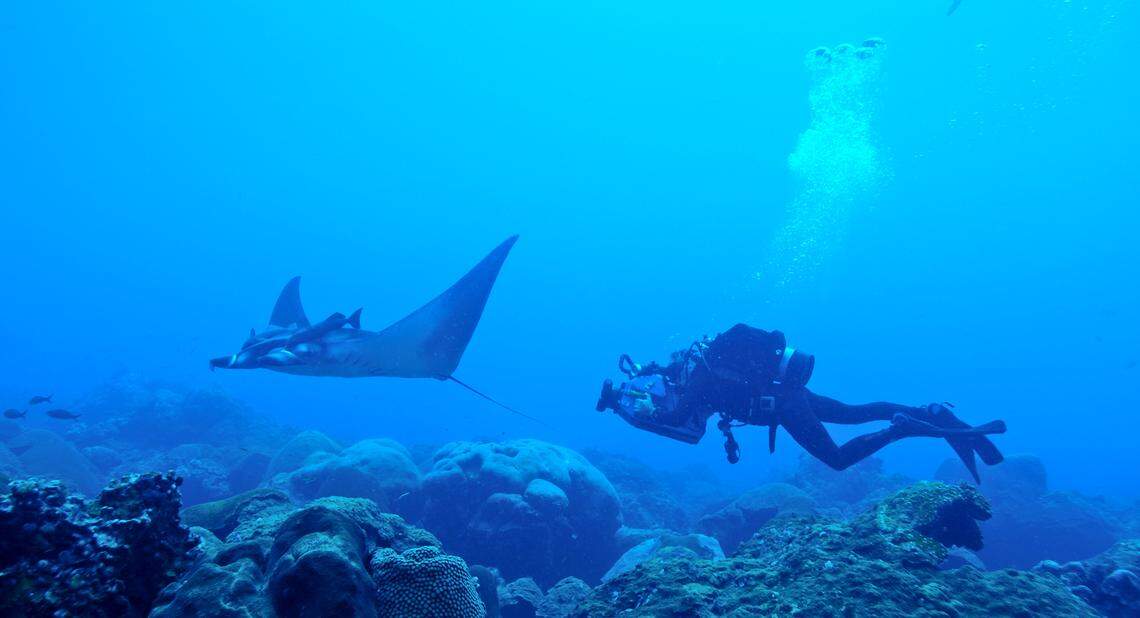 A diver swims with a juvenile manta ray at Flower Garden Banks National Marine Sanctuary in the Gulf of Mexico.