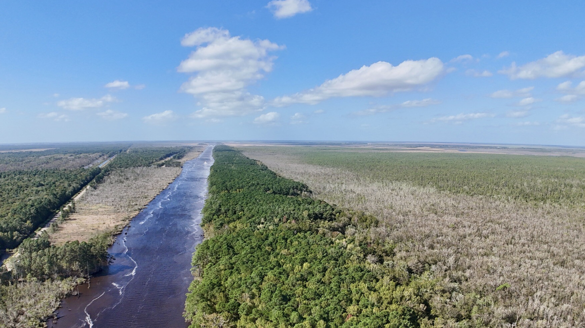 Roper Island is a mix of swamp, marsh, pocosin and dense coastal forest in Hyde County, near the Alligator River and Pamlico Sound.