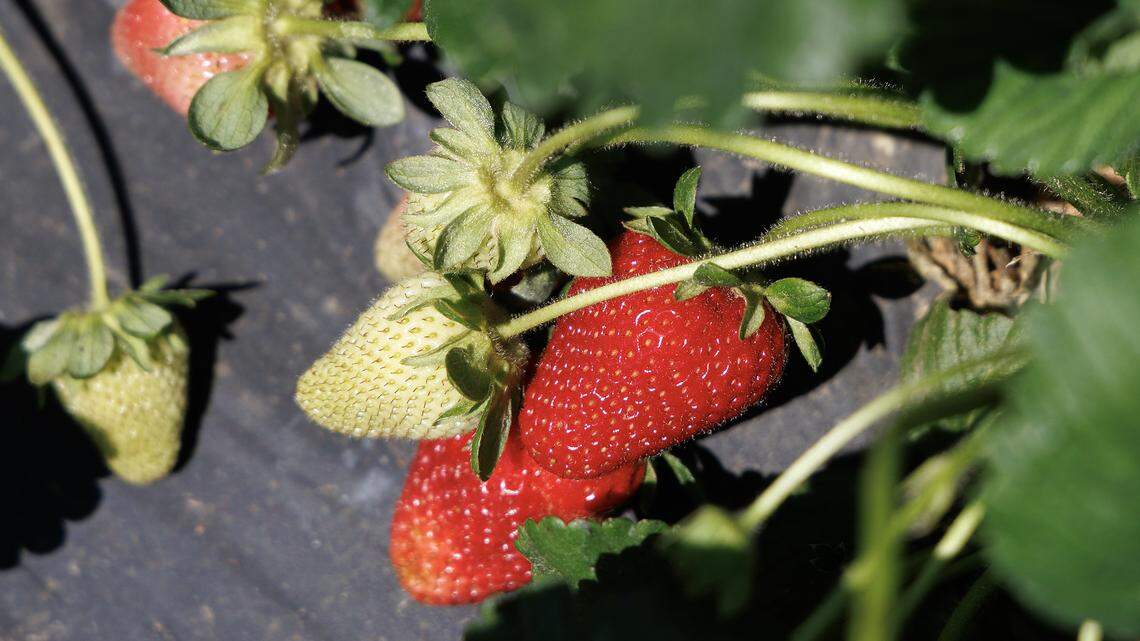 NC strawberry farmers tell us how drought and heat are hurting their crops