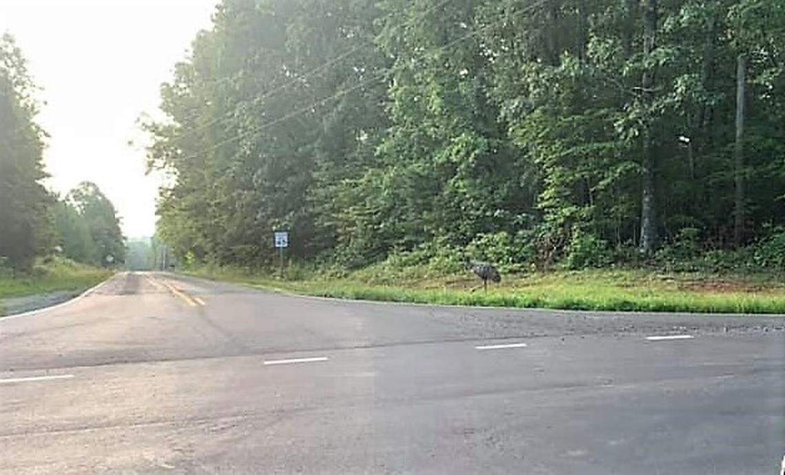 Rogue Orange County emu photographed by John Murray on August 1, 2019. The bird has been on the loose in the area for over a month.