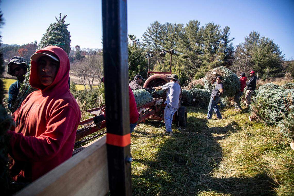 Farmworkers harvest hundreds of Christmas Trees at Mistletoe Meadows Christmas Trees in Laurel Springs. North Carolina growers will produce between 5.5 million and 6.5 million Christmas trees the holiday season.