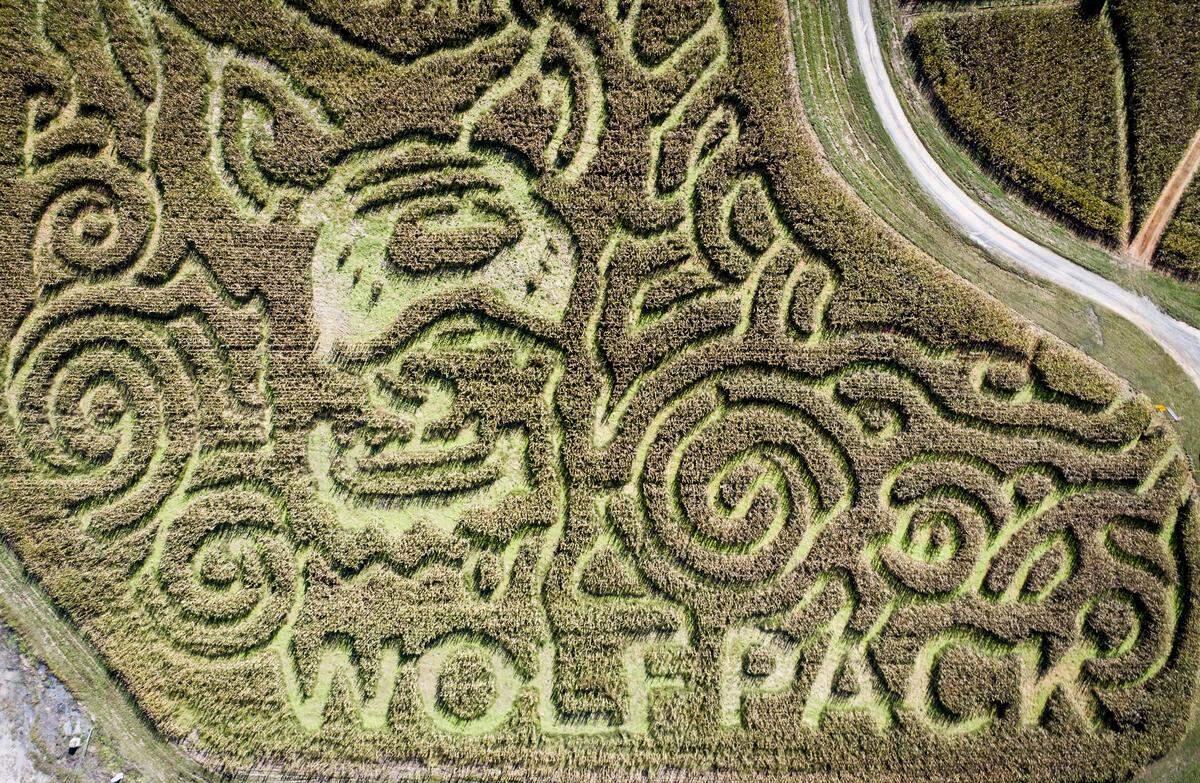 Granville Haunt Farm, near Oxford, N.C., was home to an elaborate Wolfpack-themed maze created by farm owner Grey Blackwell, and MazePlay in 2018.